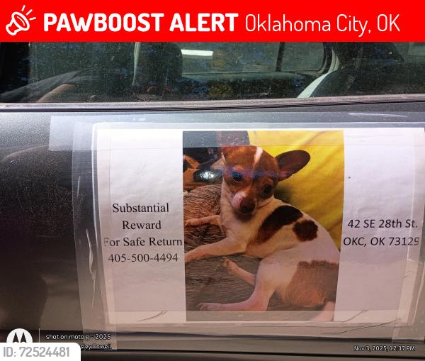 Lost Male Dog last seen Shopping center I-240 service Rd Pennsylvania Ave Oklahoma City Oklahoma , Oklahoma City, OK 73139