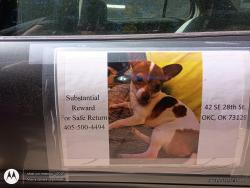 Lost Male Dog last seen Shopping center I-240 service Rd Pennsylvania Ave Oklahoma City Oklahoma , Oklahoma City, OK 73139