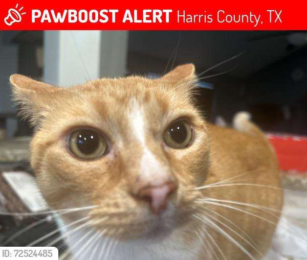 Lost Male Cat last seen Franz elementary , Harris County, TX 77449
