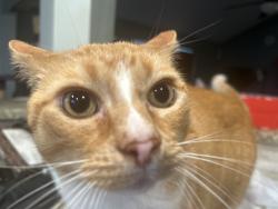 Lost Male Cat last seen Franz elementary , Harris County, TX 77449