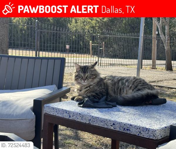 Lost Male Cat last seen Ledbetter, Farnsworth and Whispering Cedar Dr, Dallas, TX 75236