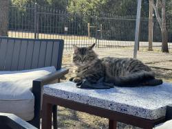 Lost Male Cat last seen Ledbetter, Farnsworth and Whispering Cedar Dr, Dallas, TX 75236