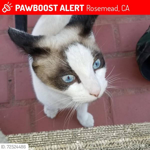 Lost Male Cat last seen Near muscatel ave rosemead ca 91770, Rosemead, CA 91770
