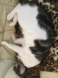 Lost Male Cat last seen all along the back wooded areas of bainbridge circle , Dallas, GA 30132