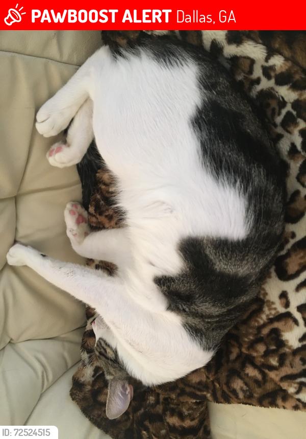 Lost Male Cat last seen all along the back wooded areas of bainbridge circle , Dallas, GA 30132
