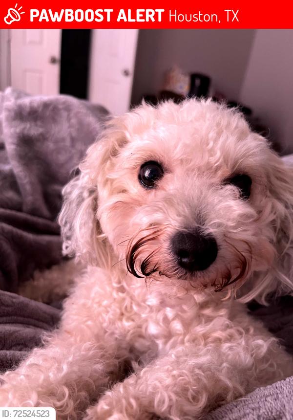 Lost Female Dog last seen Near cairnsean st Houston TX 77084, Houston, TX 77084