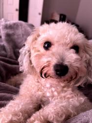 Lost Female Dog last seen Near cairnsean st Houston TX 77084, Houston, TX 77084