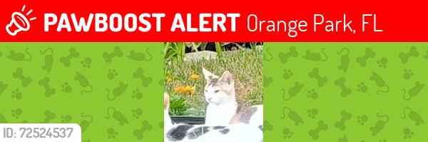 Lost Female Cat last seen Cactus dr, Orange Park, FL 32073