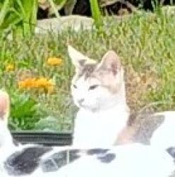 Lost Female Cat last seen Cactus dr, Orange Park, FL 32073