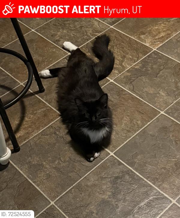 Lost Male Cat last seen Near s 200 w Hyrum, Hyrum, UT 84319