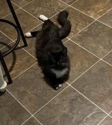 Lost Male Cat last seen Near s 200 w Hyrum, Hyrum, UT 84319