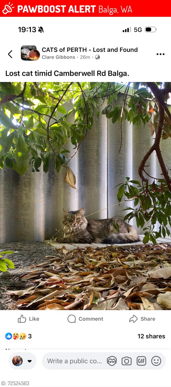 Lost Male Cat last seen Camberwell road , Balga, WA 6061