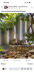 Lost Male Cat last seen Camberwell road , Balga, WA 6061