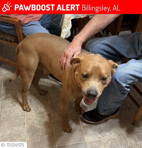 Lost Male Dog last seen County road 37 and county road 9, Billingsley, AL 36006