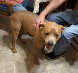 Lost Male Dog last seen County road 37 and county road 9, Billingsley, AL 36006