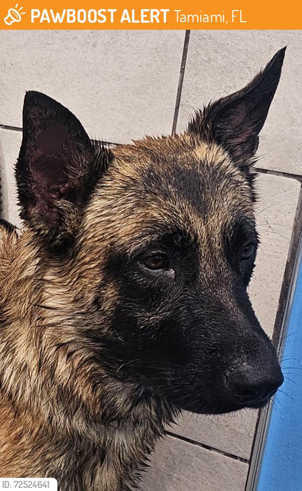 Found/Stray Male Dog last seen International Princess park by school, Tamiami, FL 33175