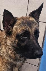 Found/Stray Male Dog last seen International Princess park by school, Tamiami, FL 33175