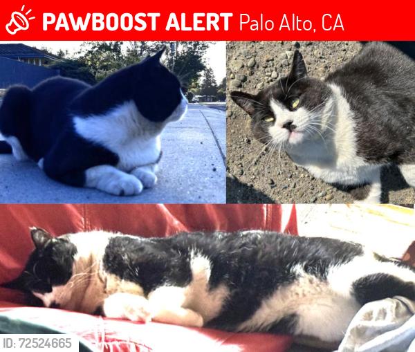 Lost Male Cat last seen On Donald Drive near Arastradero, Palo Alto, CA 94306