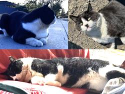 Lost Male Cat last seen On Donald Drive near Arastradero, Palo Alto, CA 94306