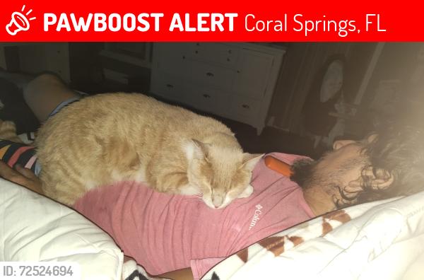 Lost Male Cat last seen Forest Hills circle and 87th , Coral Springs, FL 33065