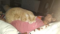 Lost Male Cat last seen Forest Hills circle and 87th , Coral Springs, FL 33065