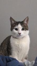 Lost Female Cat last seen Ironbark Avenue , Casula, NSW 2170