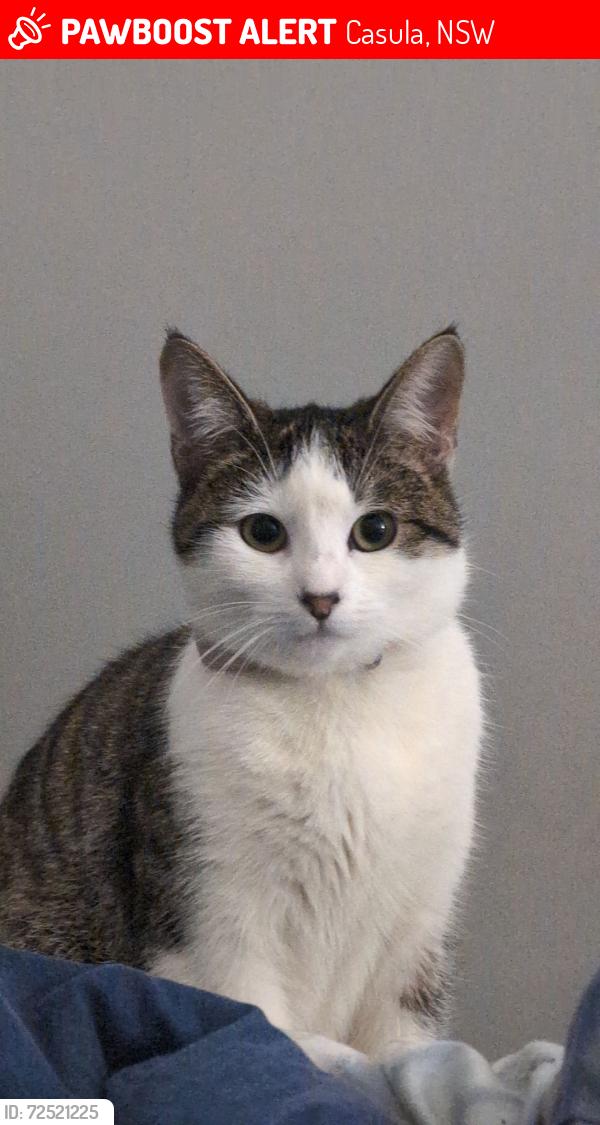 Lost Female Cat last seen Ironbark Avenue , Casula, NSW 2170