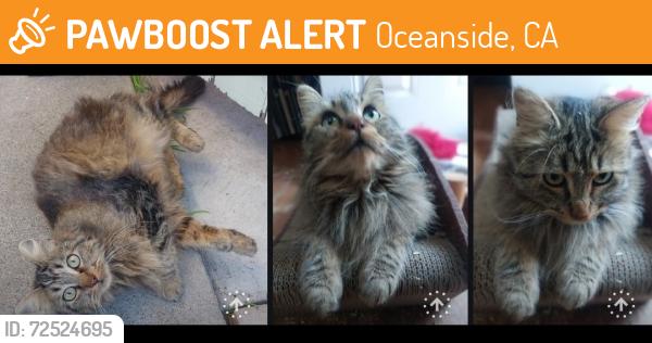 Found/Stray Unknown Cat last seen Stewart and Whaley, Oceanside, CA 92054
