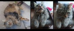 Found/Stray Unknown Cat last seen Stewart and Whaley, Oceanside, CA 92054