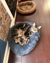 Lost Male Cat last seen Buff Road, Saratoga Springs, NY 12866