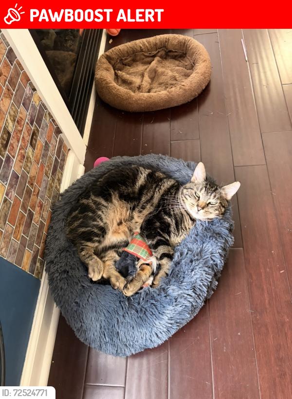 Lost Male Cat last seen Buff Road, Saratoga Springs, NY 12866