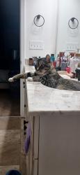 Lost Male Cat last seen Inverness Drive and Elgin Road, Hubert, NC 28539