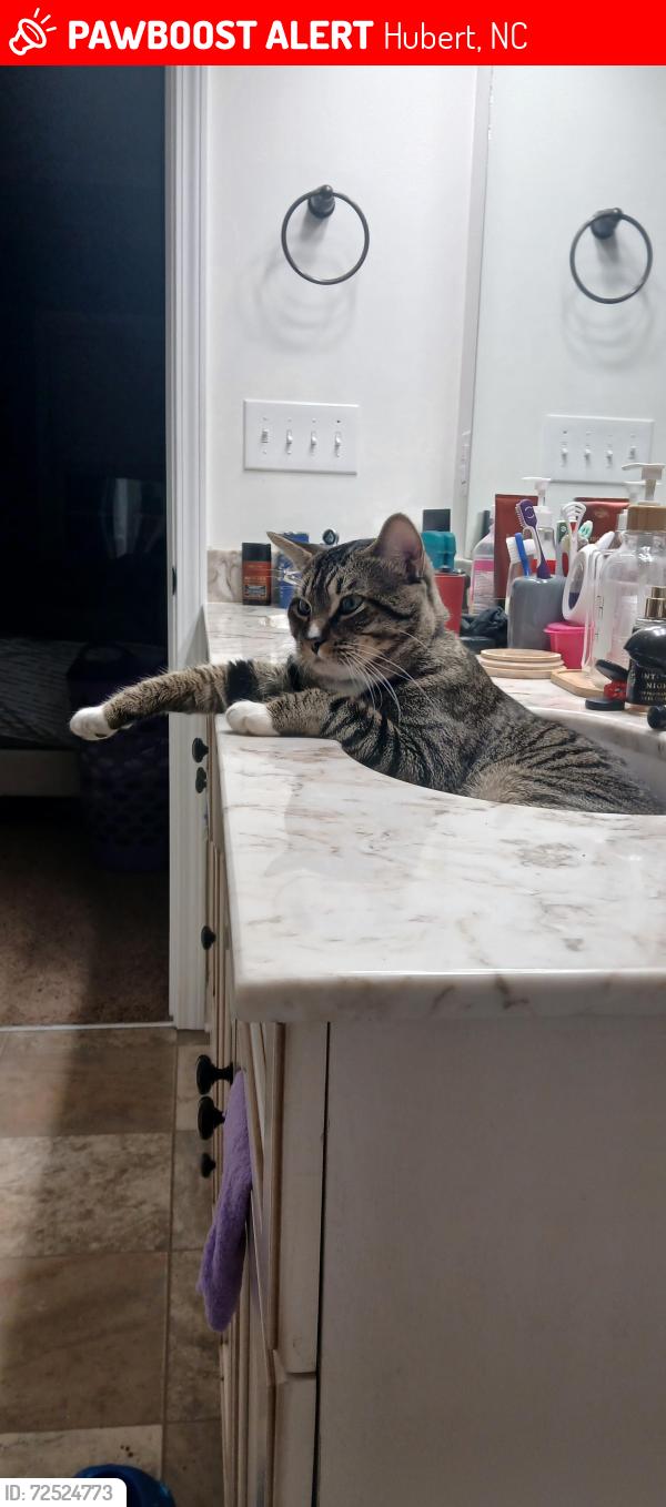 Lost Male Cat last seen Inverness Drive and Elgin Road, Hubert, NC 28539