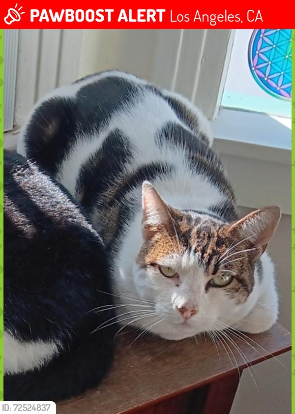 Lost Female Cat last seen Wellington and 29th, Los Angeles, CA 90016