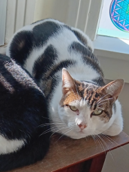 Lost Female Cat last seen Wellington and 29th, Los Angeles, CA 90016