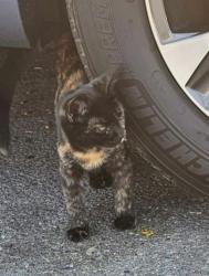 Lost Female Cat last seen 17th and Tustin  in Santa  Ana, Santa Ana, CA 92705