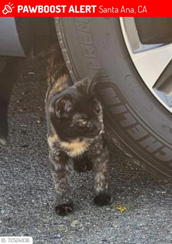 Lost Female Cat last seen 17th and Tustin  in Santa  Ana, Santa Ana, CA 92705