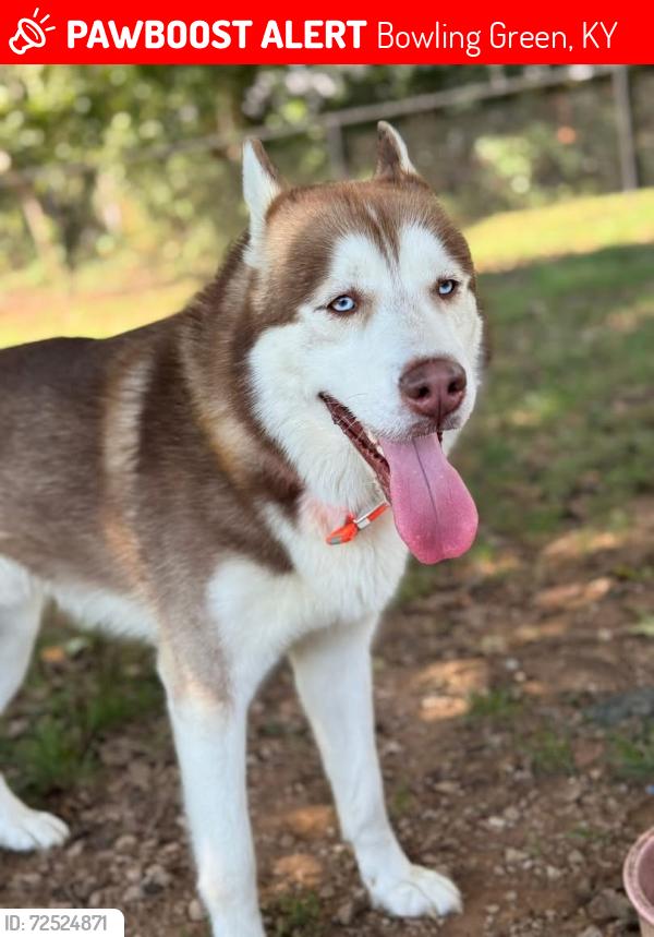 Lost Male Dog last seen Highway 185 near hay auto parts , Bowling Green, KY 42101