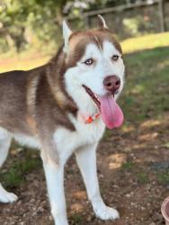 Lost Male Dog last seen Highway 185 near hay auto parts , Bowling Green, KY 42101