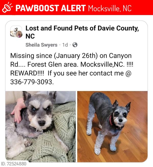 Lost Female Dog last seen Sain Road, Mocksville, NC 27028