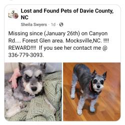 Lost Female Dog last seen Sain Road, Mocksville, NC 27028