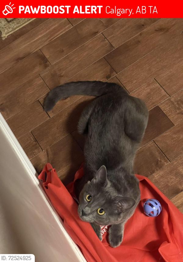 Lost Male Cat last seen Marlborough Drive NE, Calgary, AB T2A