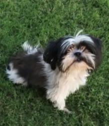 Lost Female Dog last seen 77th drive and Glendale rd, Glendale, AZ 85303