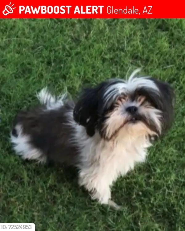 Lost Female Dog last seen 77th drive and Glendale rd, Glendale, AZ 85303