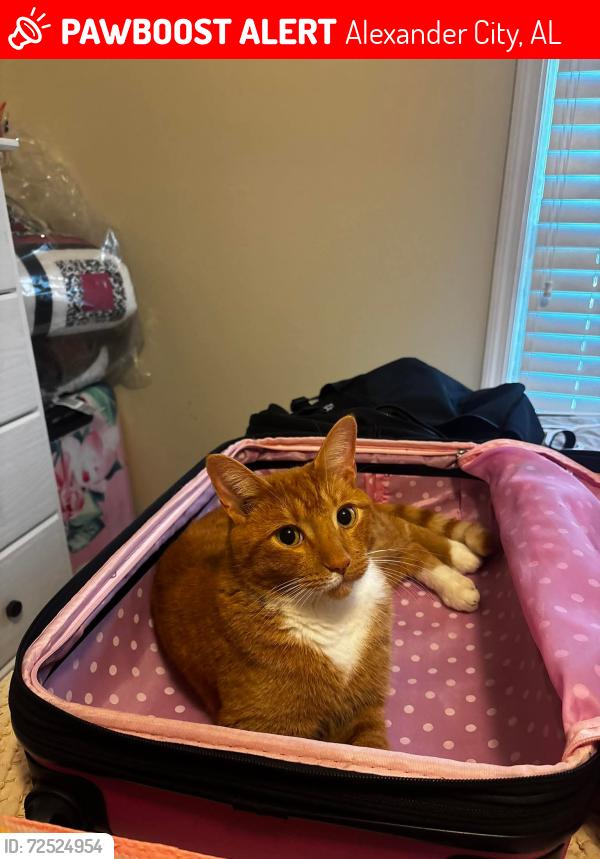 Lost Male Cat last seen Horseshoe Bend Dr, Alexander City, AL 35010