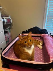 Lost Male Cat last seen Horseshoe Bend Dr, Alexander City, AL 35010