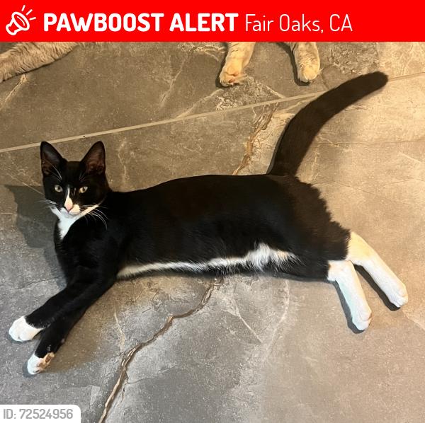 Lost Male Cat last seen Sunset and Main / Phoenix Park, Fair Oaks, CA 95628