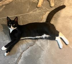 Lost Male Cat last seen Sunset and Main / Phoenix Park, Fair Oaks, CA 95628