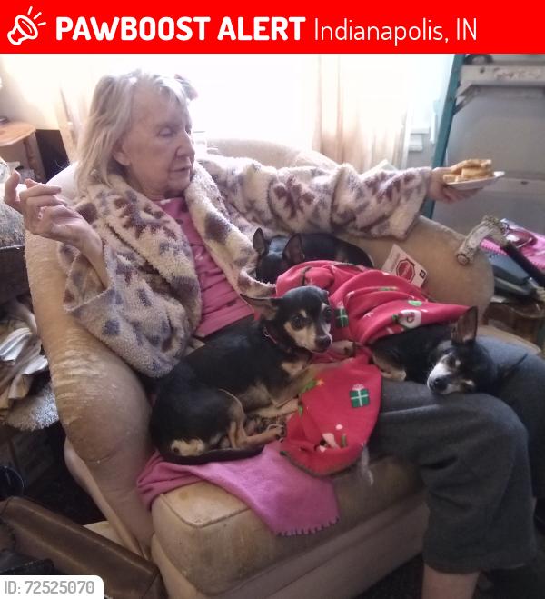 Lost Male Dog last seen 46th & Brookhaven , Indianapolis, IN 46226