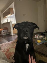 Lost Male Dog last seen Beltline , Irving, TX 75063